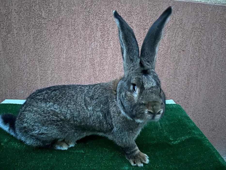 Mascul Uriaș German