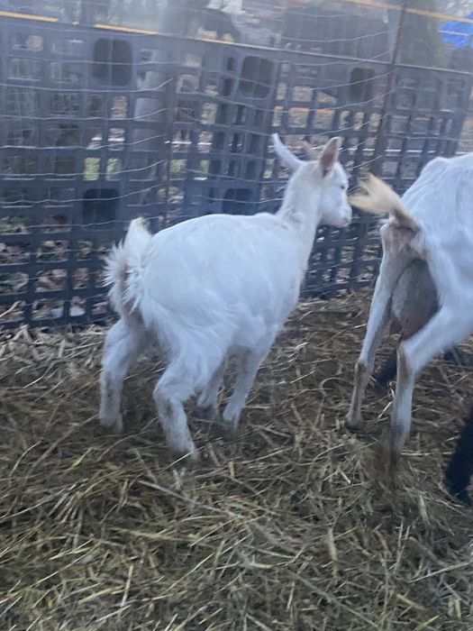 Vand iada din capra buna