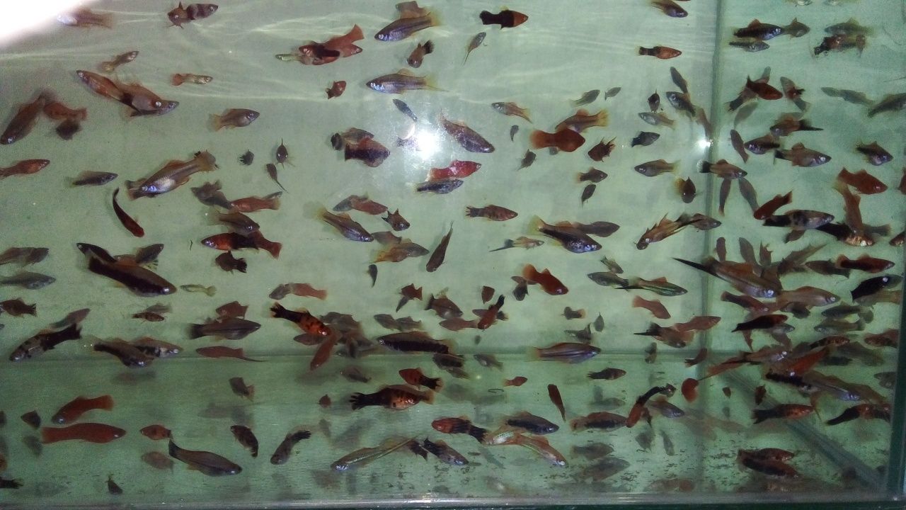 Декоративни рибки