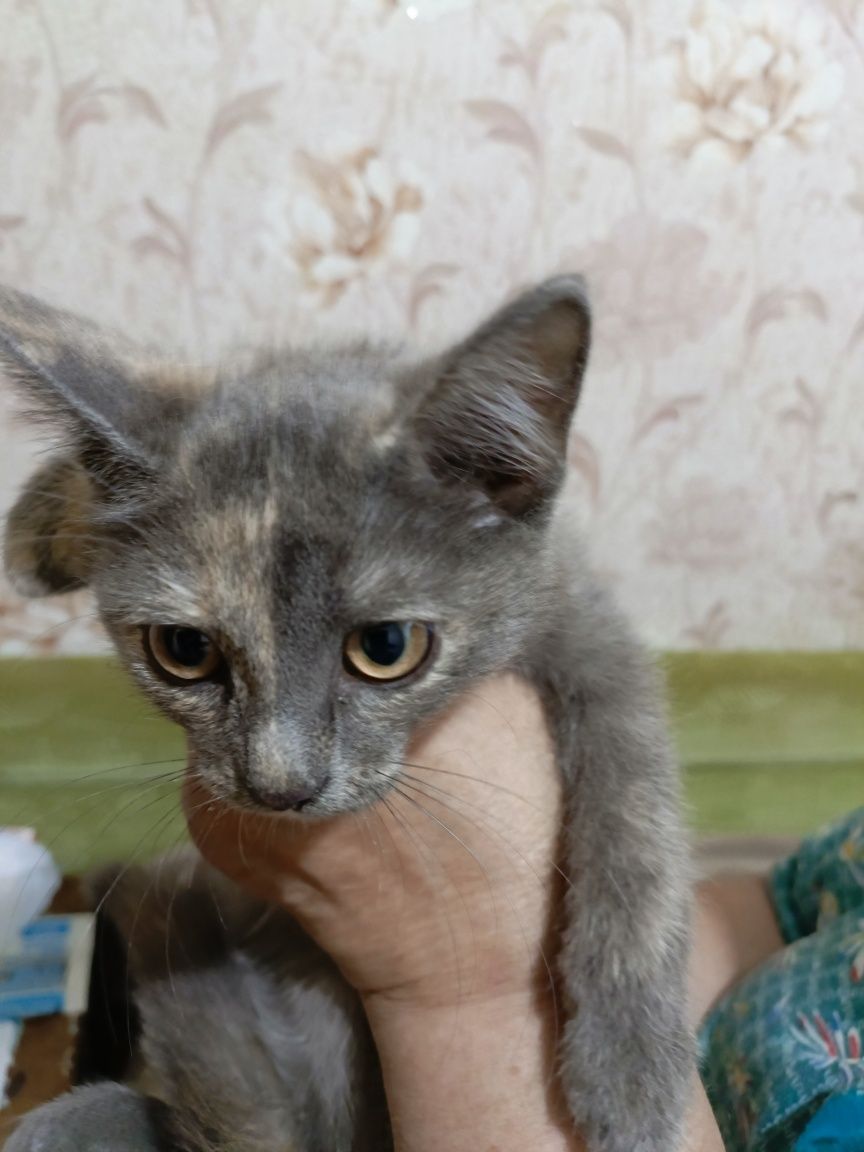 Отдам даром котят