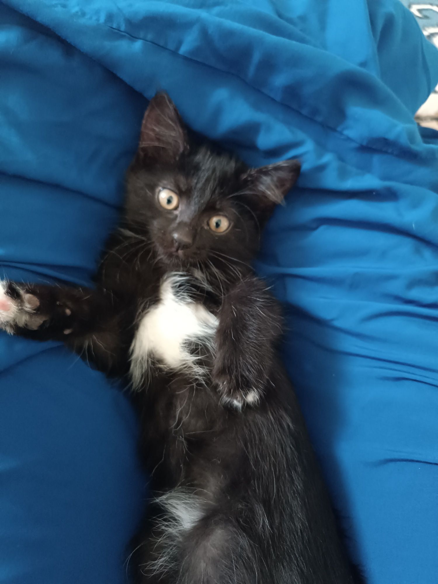 животное , котята домашние