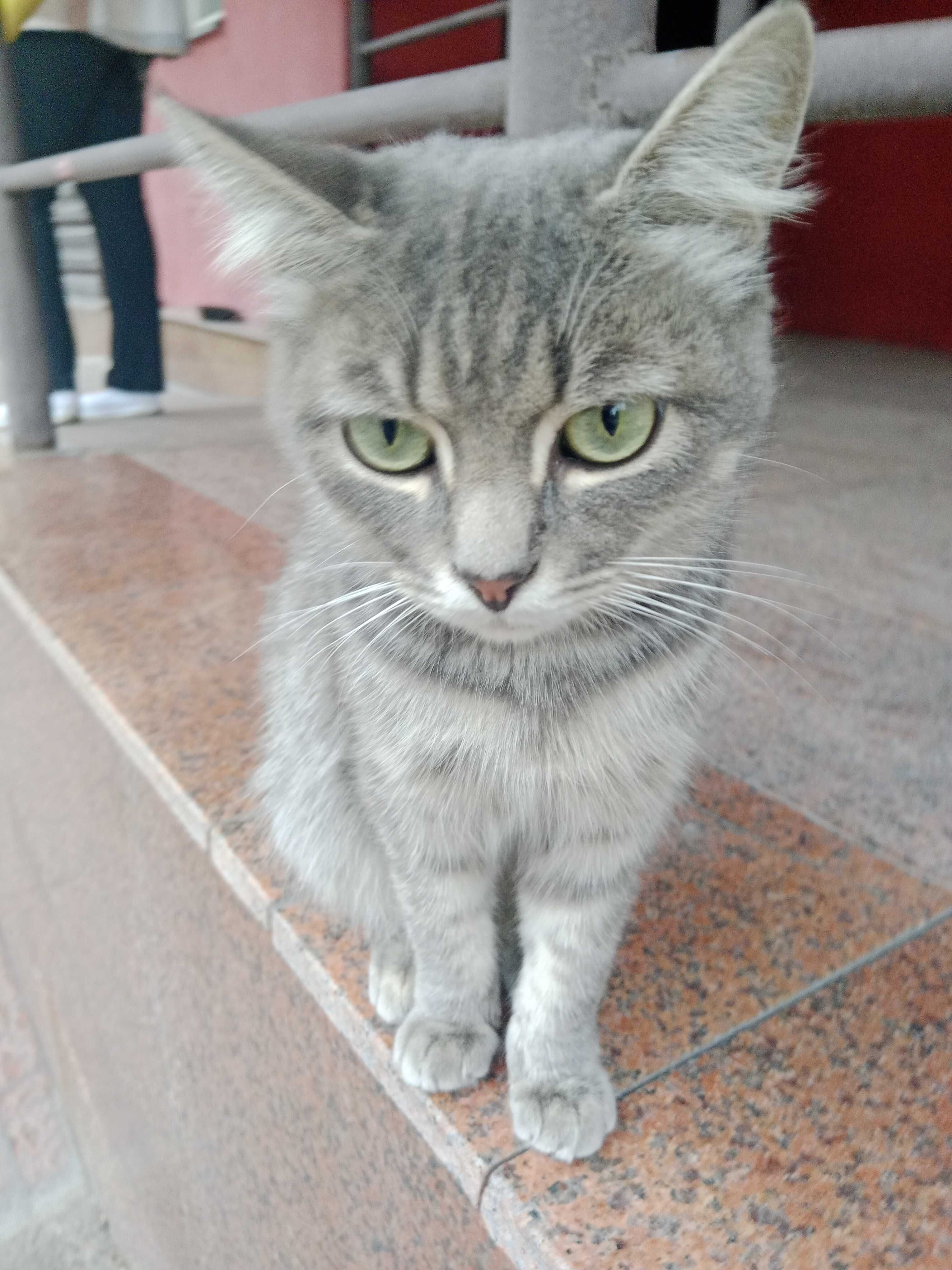Красивейший котик в добрые руки