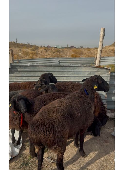 8 бас 7 бас ургашы 1 бас Еркек сатылады калада тур