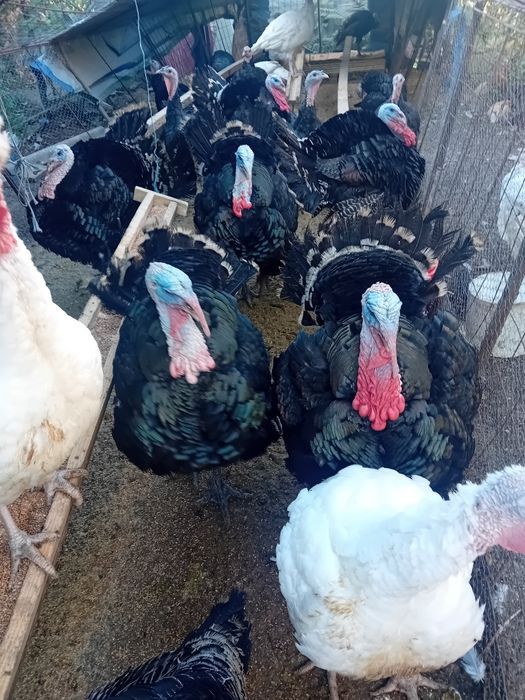 Curcani de carne de vanzare