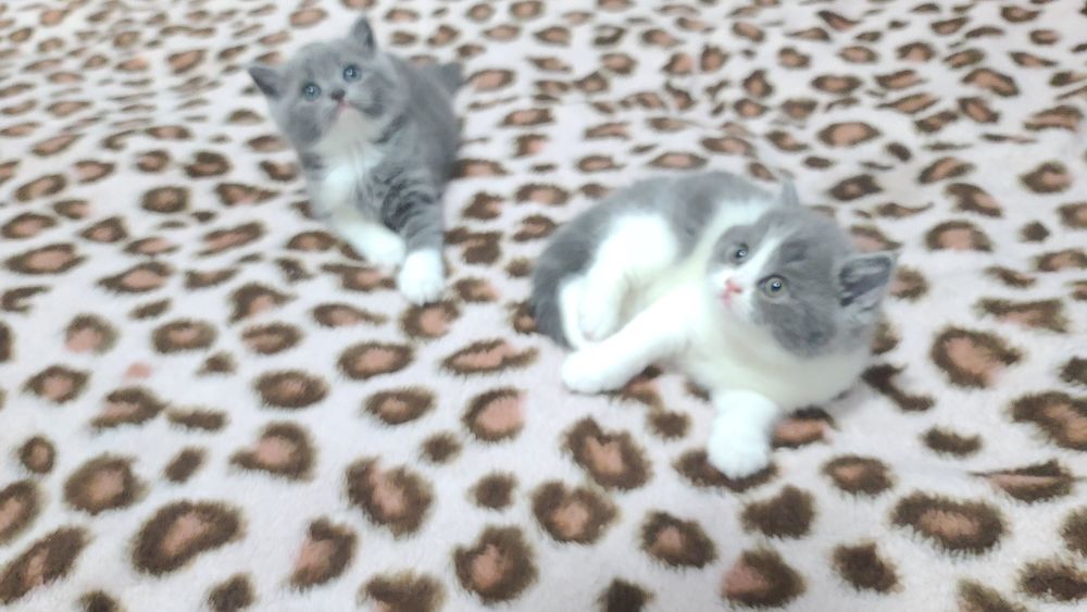 Шотландские котята Scottish Straight 1.5 месяца