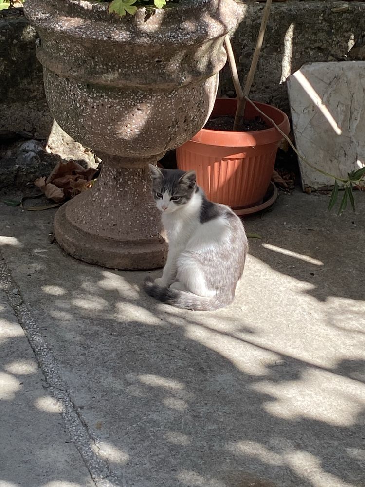 Подарявам малки котета.