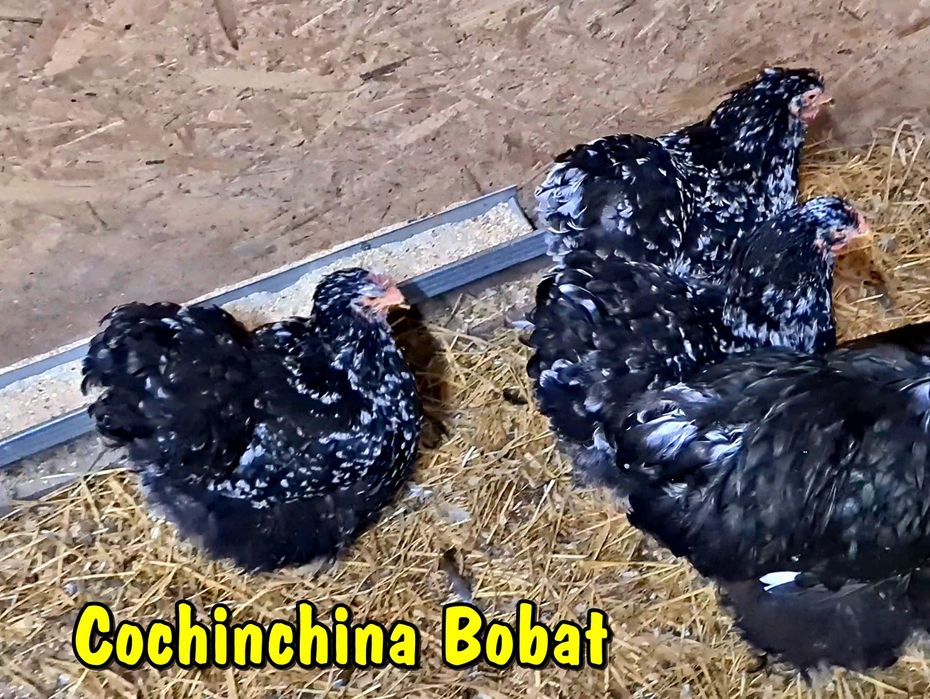 Oua incubat din păsări atent selecționate