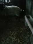 Oaie și berbec de carne