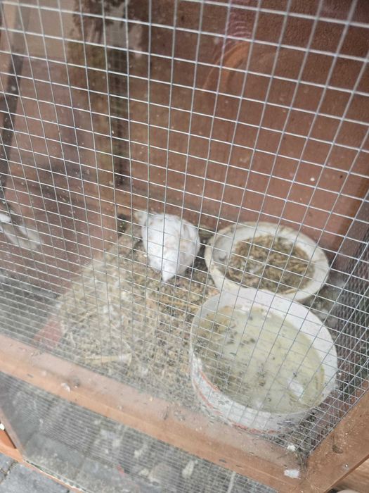 Turturele Razatoare de Vanzare