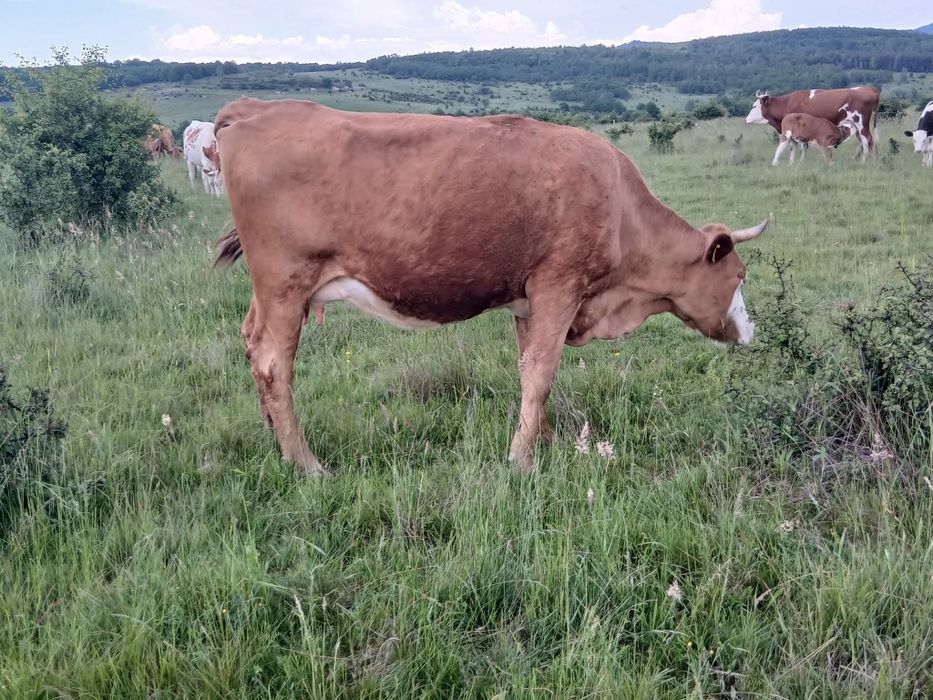 Vacii de vânzare toate tinere