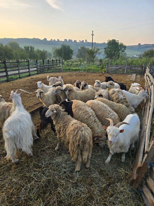 De vânzare capră  si oi se poate ṣi schimb de vițel