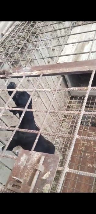 Осы ит жоғалды сүйіншісі бар