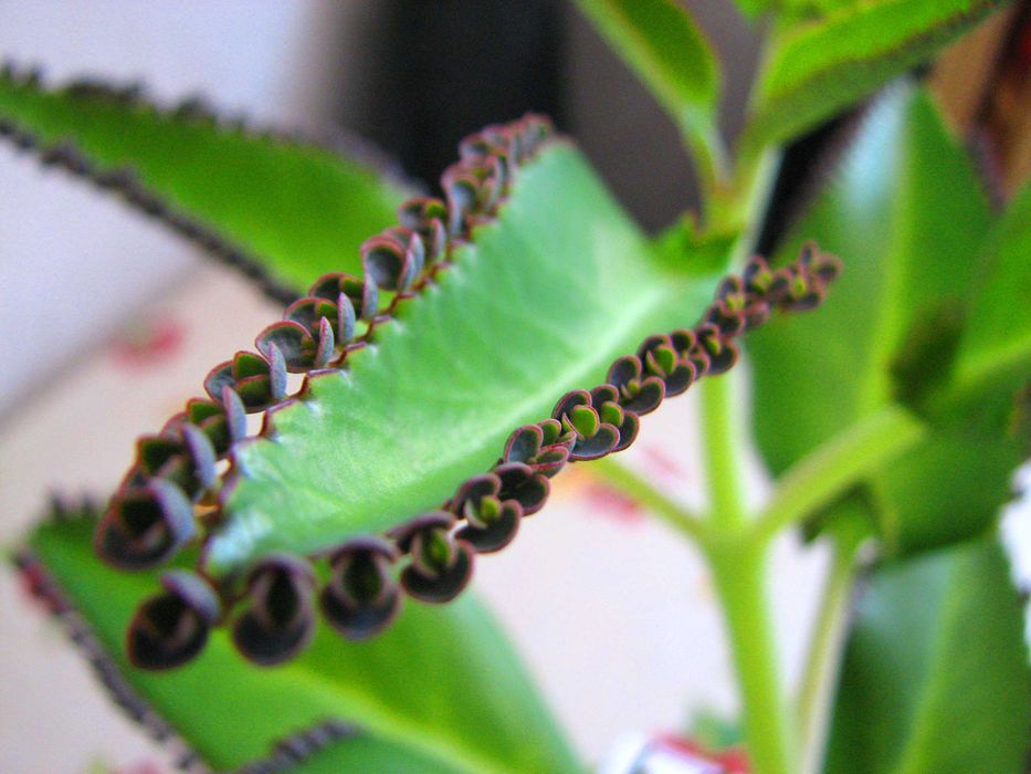 Лечебно каланхое 2-3 годишни растения + подарък цвете или билки