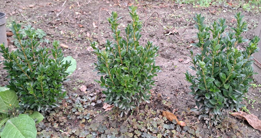 Gard viu specia Buxus