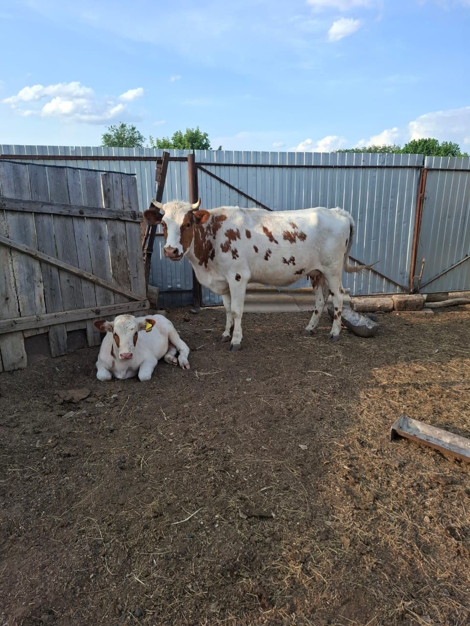 Продам корову, телочку, бычка