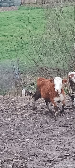 Vind o vițică la 4200