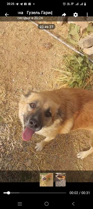 Собака даром в добрые руки