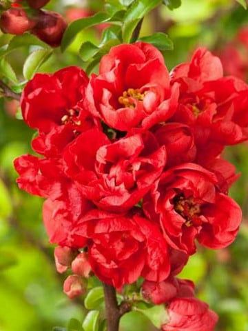 Pomi Ornamentali (Gutui Japonez )