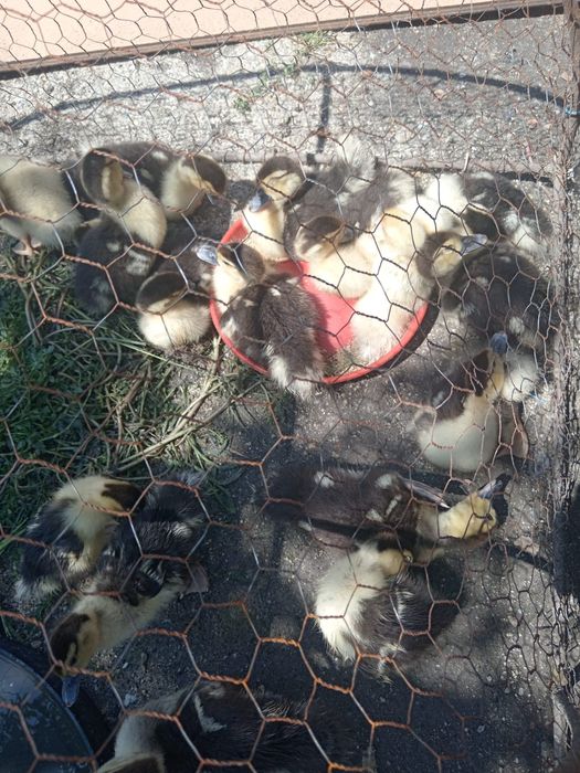 Rățuște lese pui diferite marimi