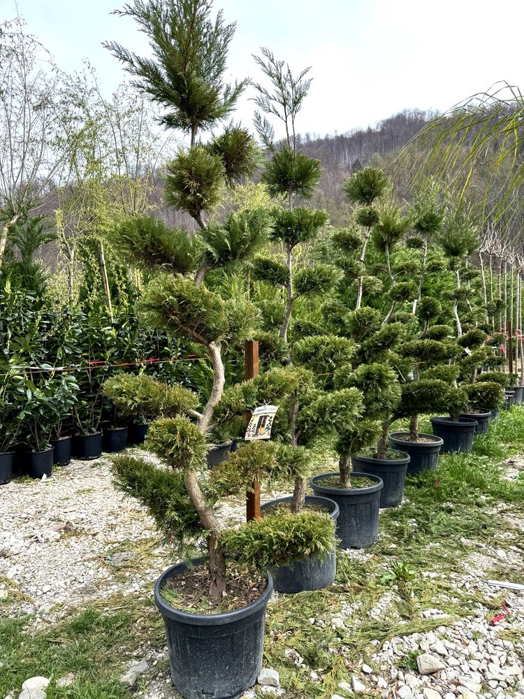 Chiparos Leyland Auriu Bonsai