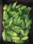 Castraveți cornison