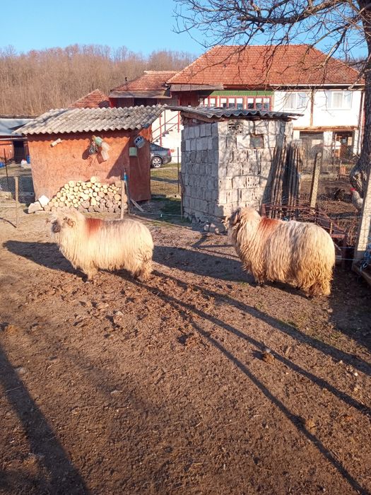 Vînd mior bucălău