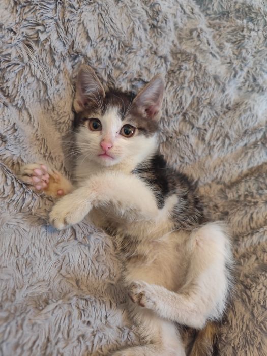 Котенок, мальчик, 2,5 месяца ищет дом