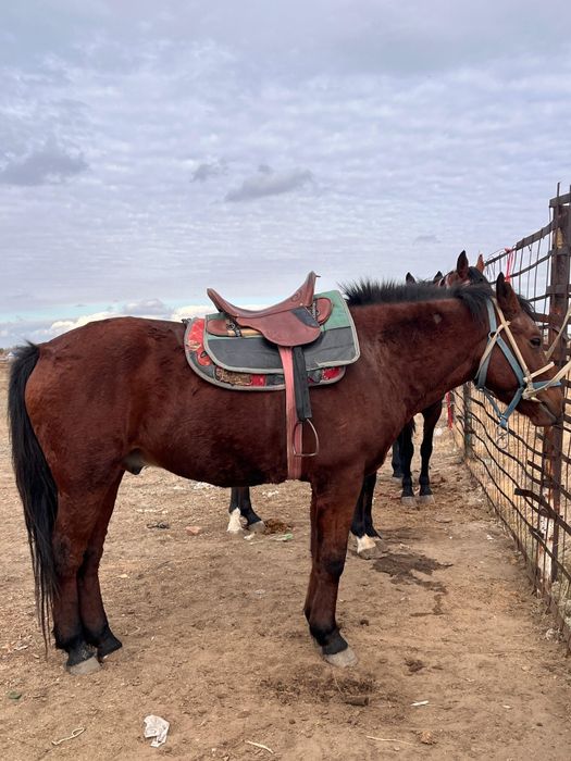 Жуас дөнен айғыр сатылады