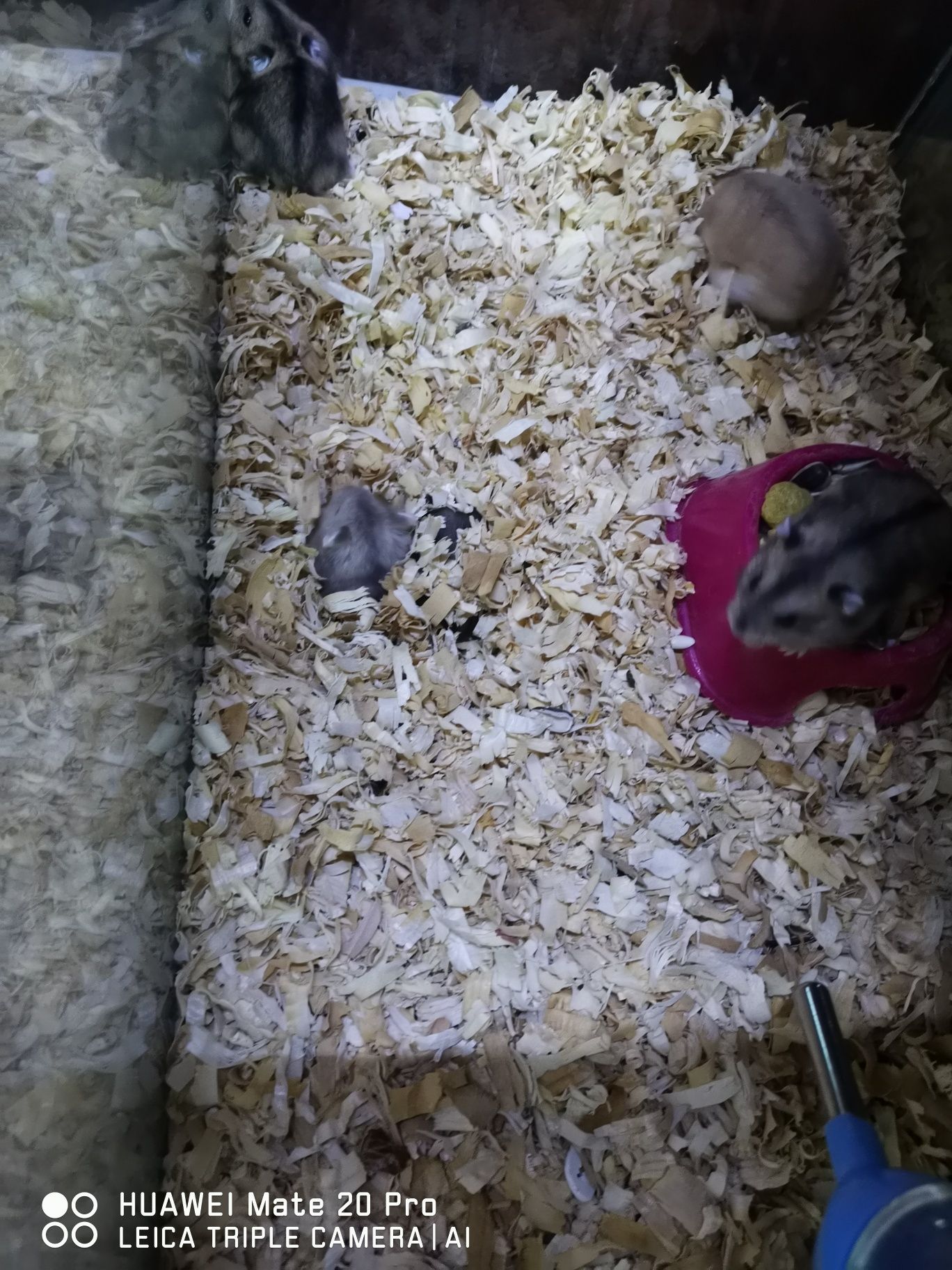 Hamsteri pitici cauta noi stăpâni
