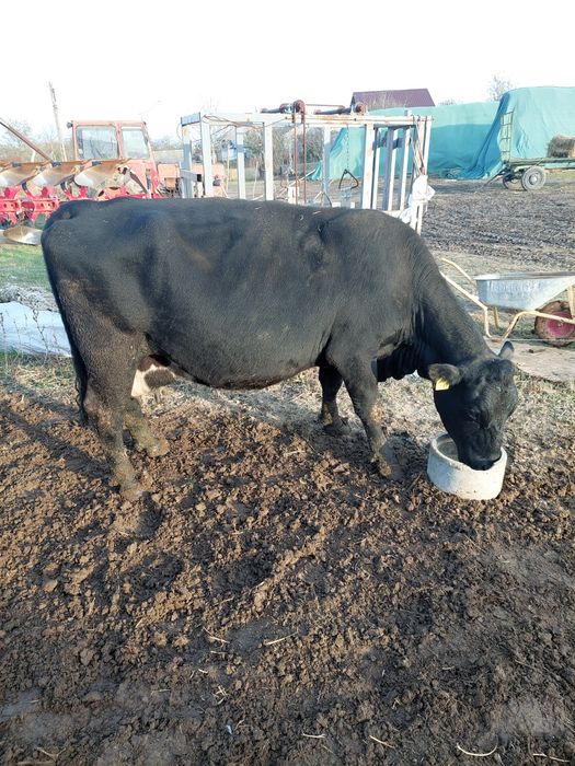 Vând vaca metis angus