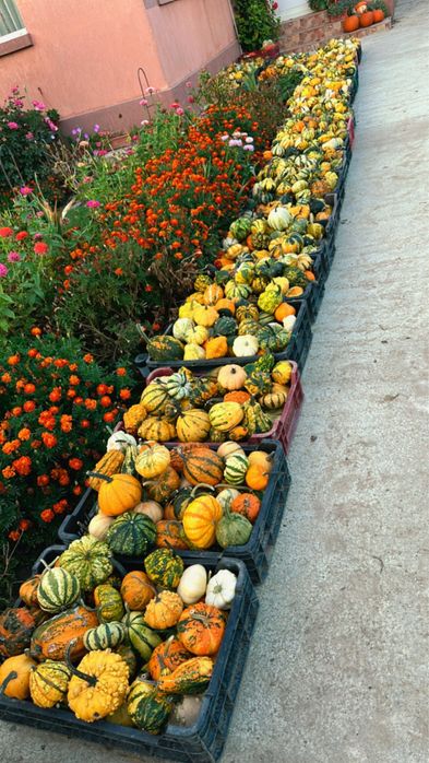 Dovleci decorativi, tărtăcuțe