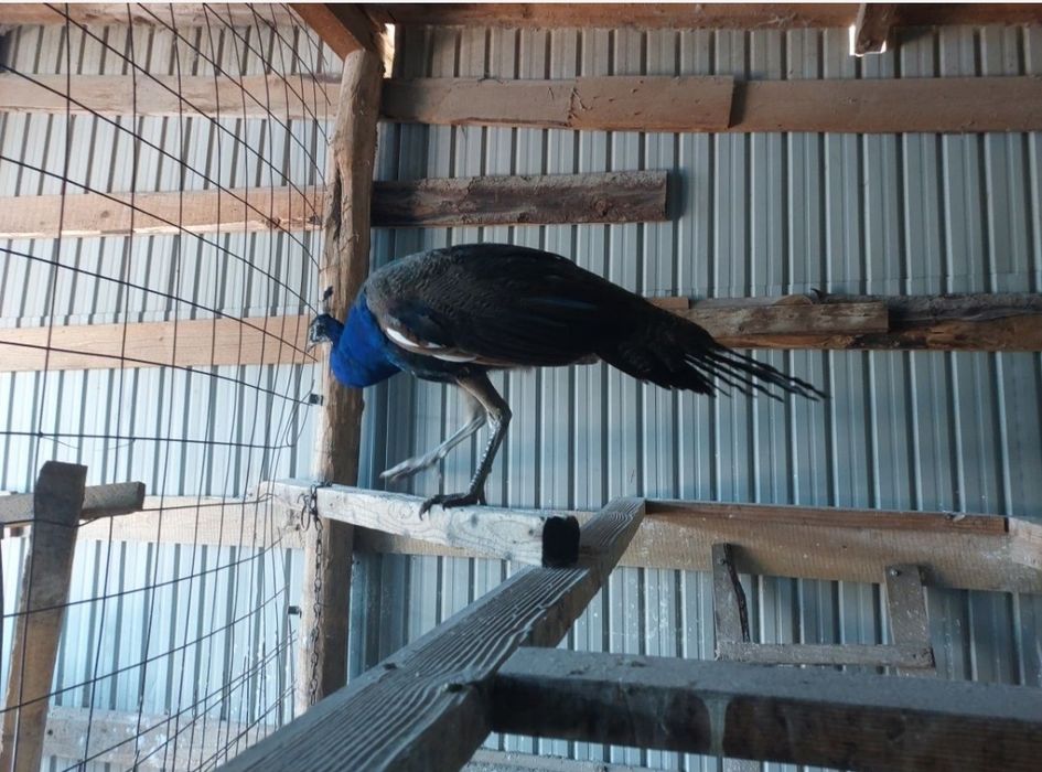 Vând păun din 2024