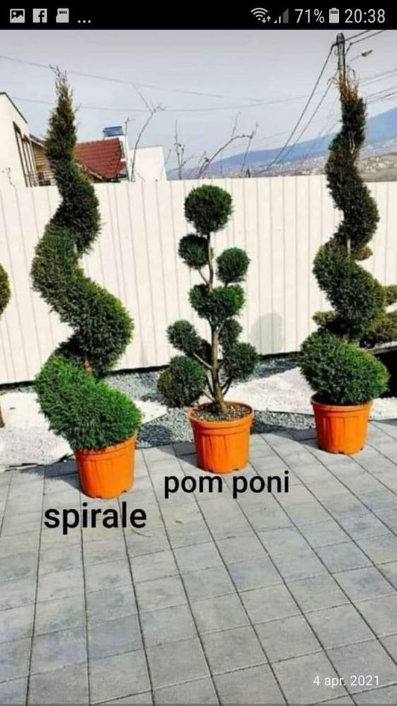 Vând/livrez piatră, plante ornamentale,etc.