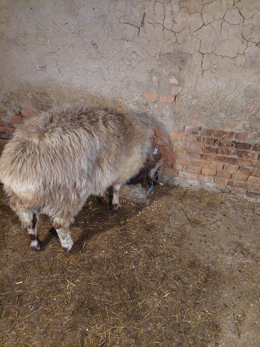 Коч  за продан 600 лв