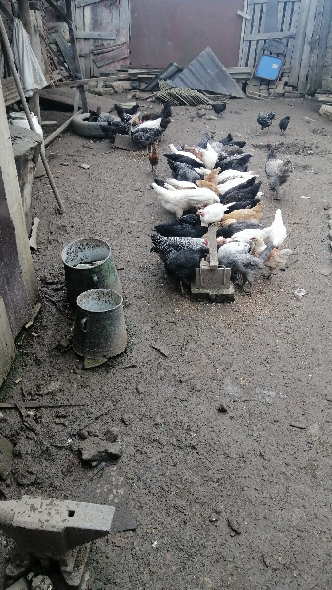 Pui de gaina de vânzare