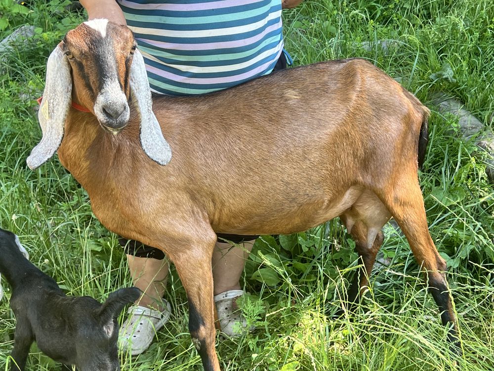 Capra anglonubian cu pedigree si cu o iada