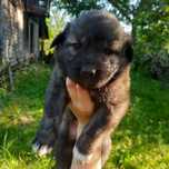 Cățelușe spre adopție