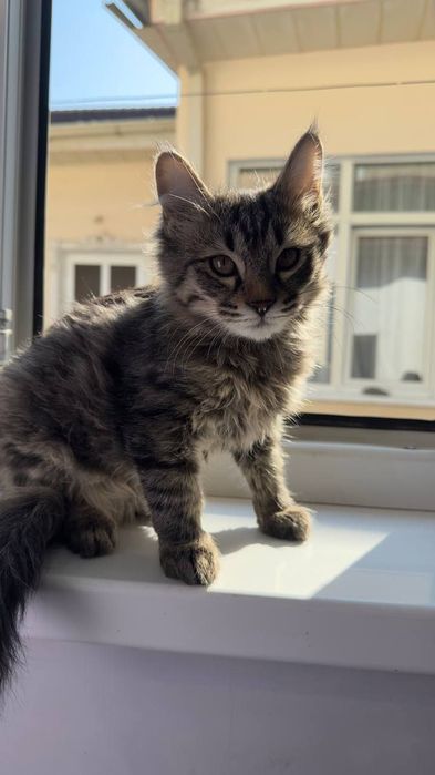 Котята даром в добрые руки