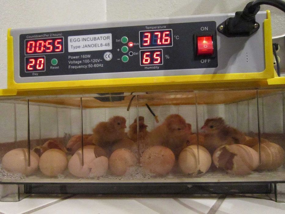 Инкубатор автоматичен за 134 яйца - люпилня