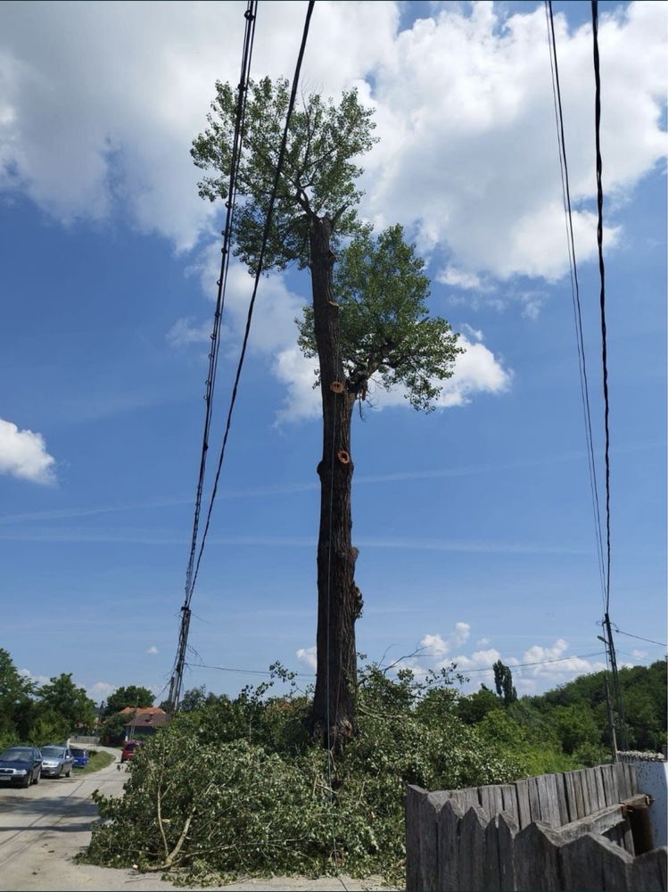 Arborist, alpinist utilitar in arbori, taiere de arbori/copaci