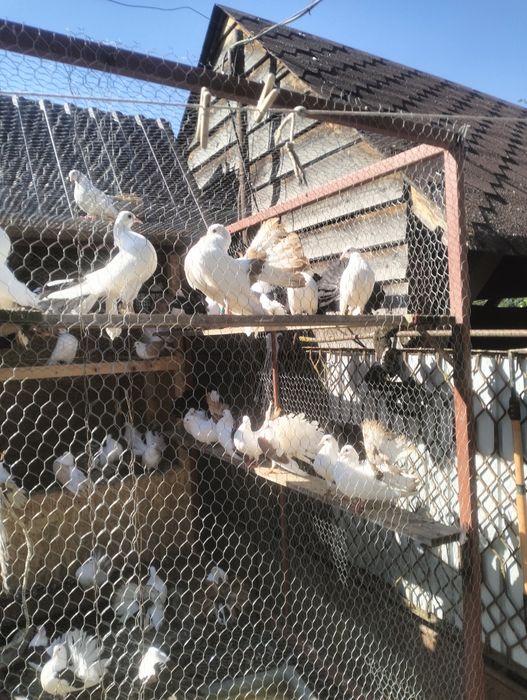 Porumbei de vânzare