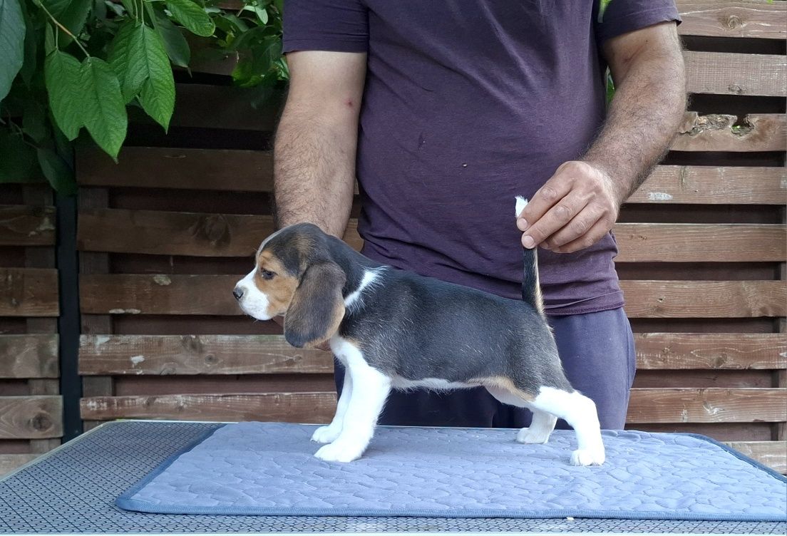 Fetiță beagle tricolor