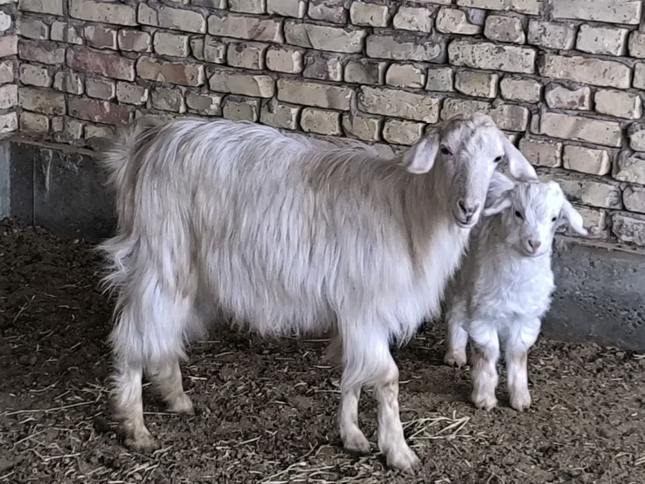 Echki sotiladi ona bola