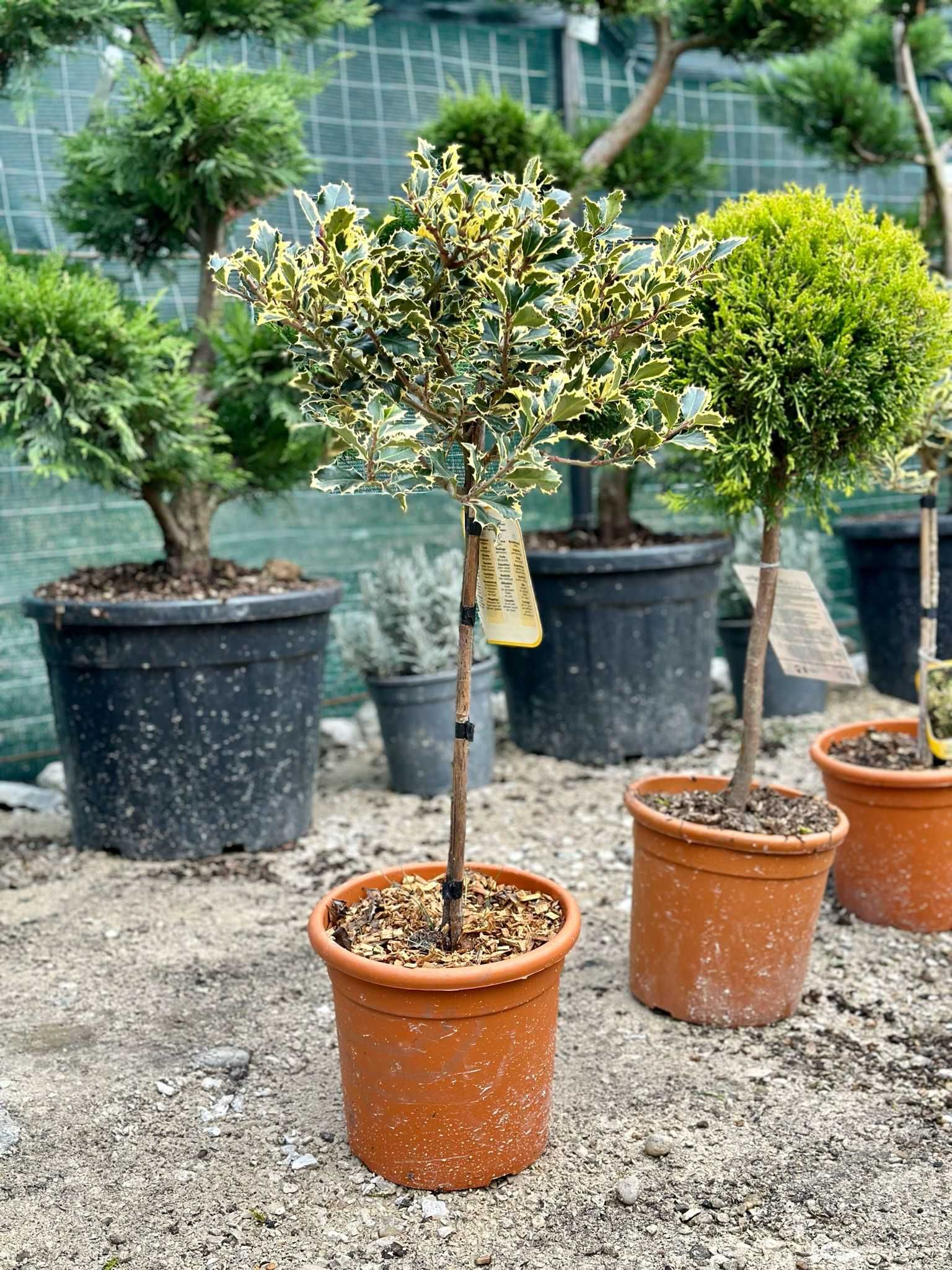 Plante ornamentale, livrare rapidă și transport gratuit în toată țara!