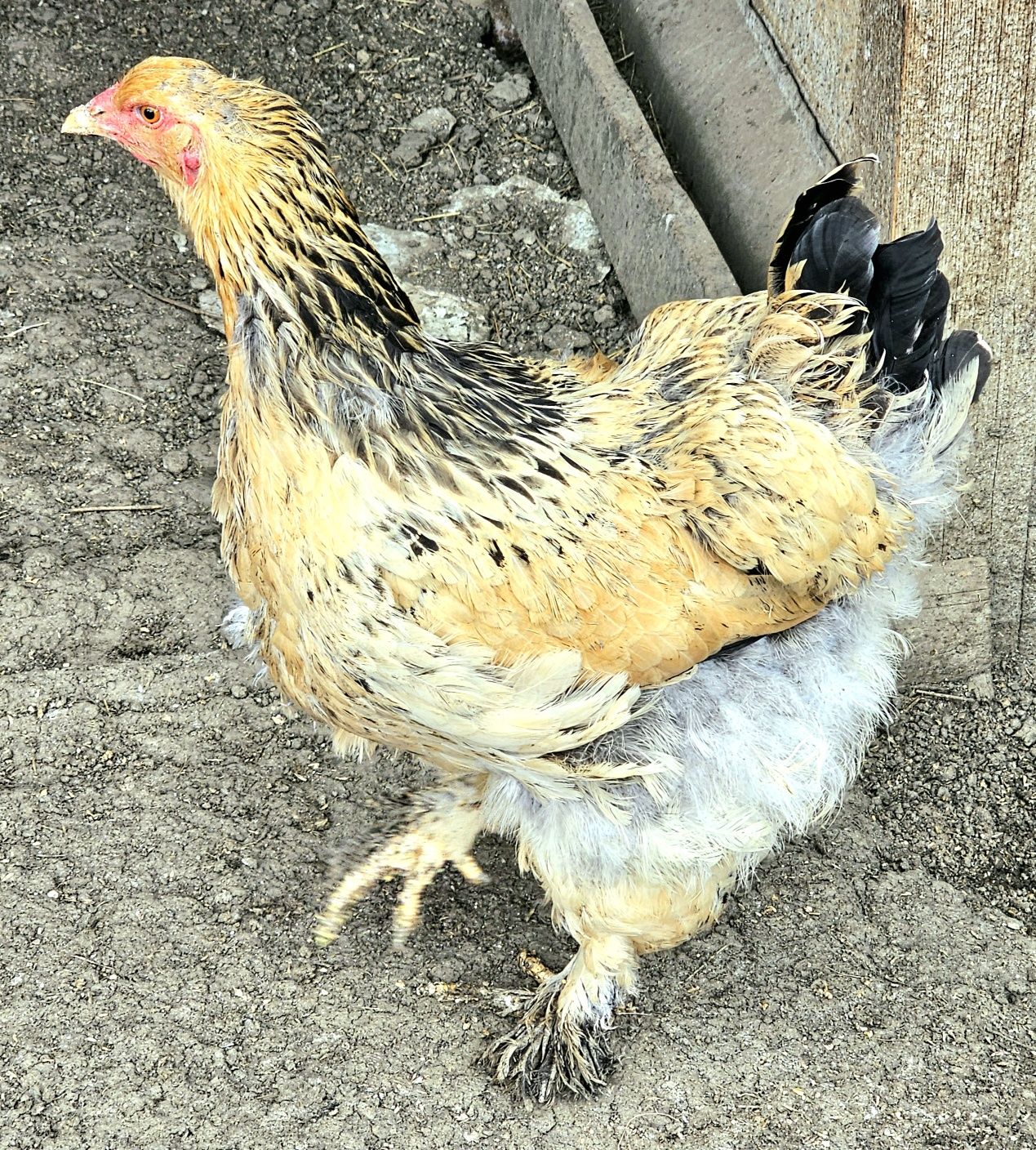 Brahma potarnichiu