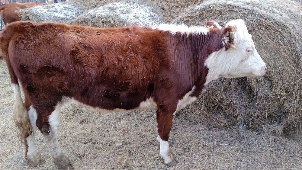 Продам быка (ОГИЗ)