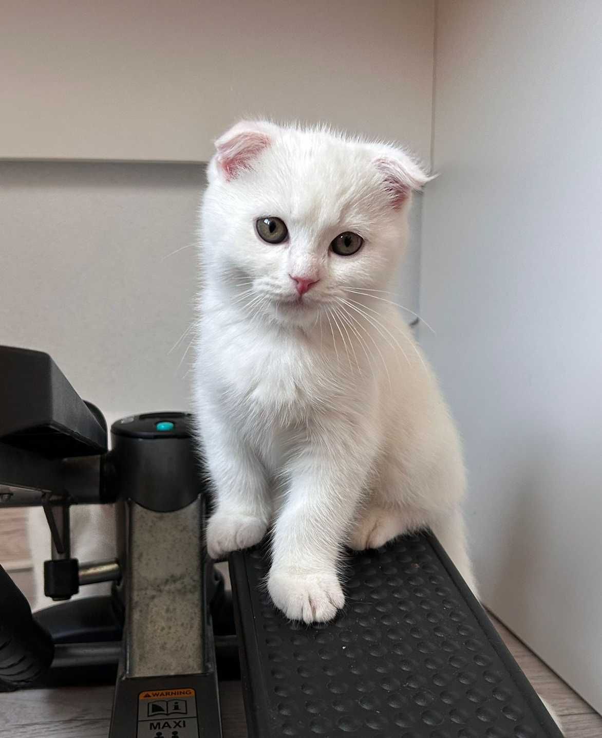 Scottish Fold cu acte Pedigree, motănel 2 luni