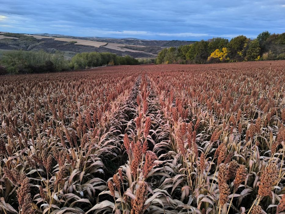 Vand sorg rosu 100000kg