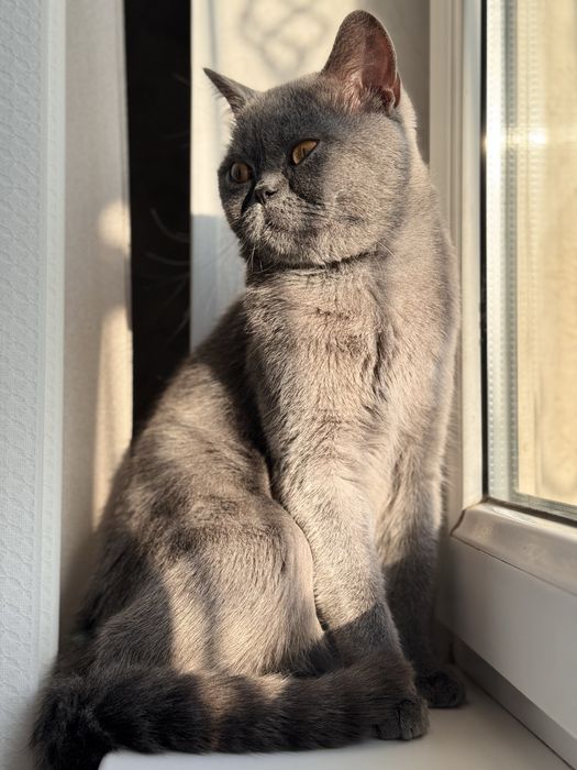 Britanskaya WinWilla кошка