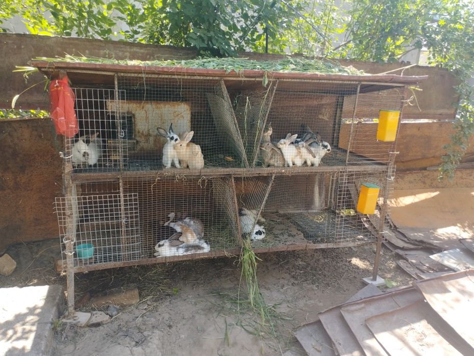 Quyonlar sotiladi 1ta erkak va bitta ona bola quyon